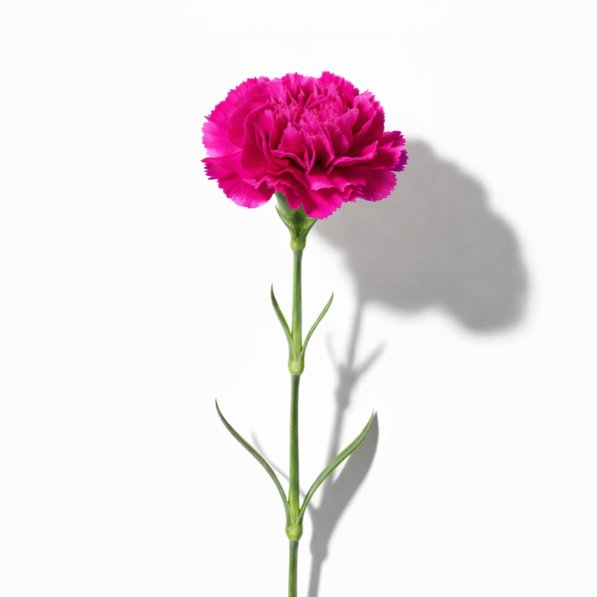 Clavel Fiusha