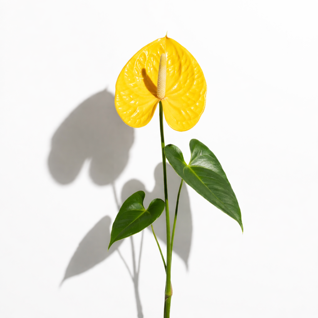 Anthurio amarillo