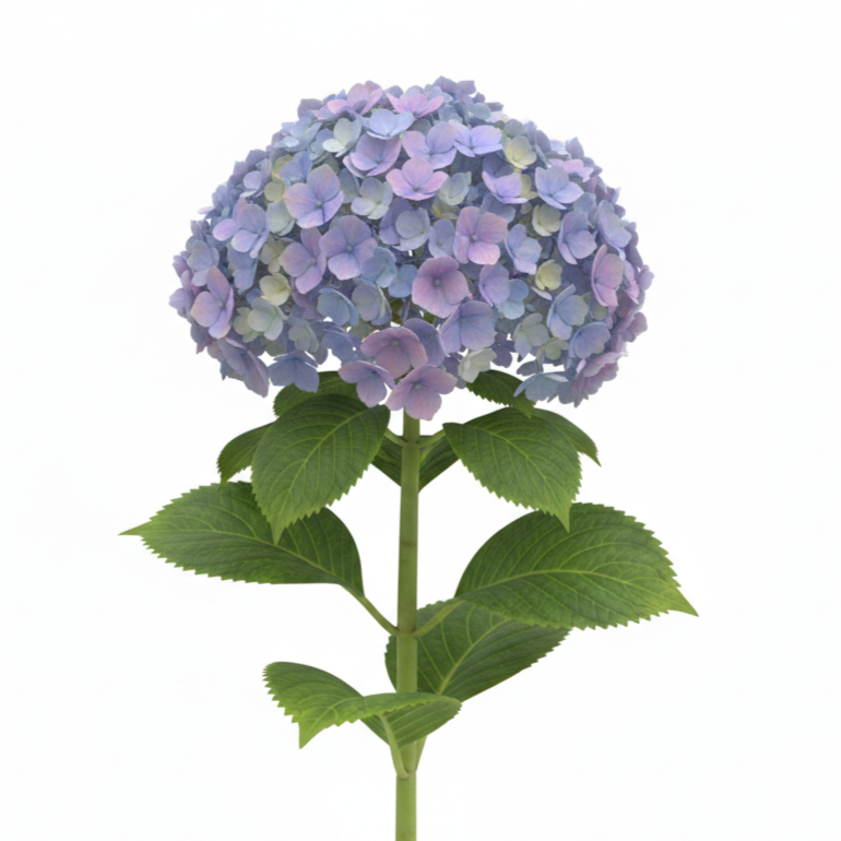 Hortencia Morada