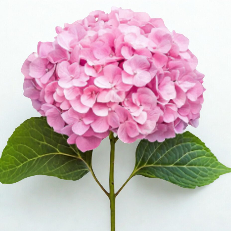 Hortencia rosa